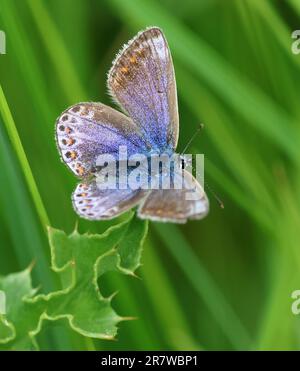 Ein weiblicher Blauer Schmetterling (Polyommatus icarus) auf einer Wiese während der Sommerzeit Cotswold Hills Gloucestershire UK Stockfoto