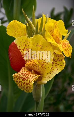 Nahaufnahme der im späten Frühling blühenden gelblich-roten Canna-Lilien-Blüten Stockfoto