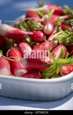 Eine Auswahl frischer, roter Rettiche in einem weißen Tablett an einem sonnigen Tag Stockfoto