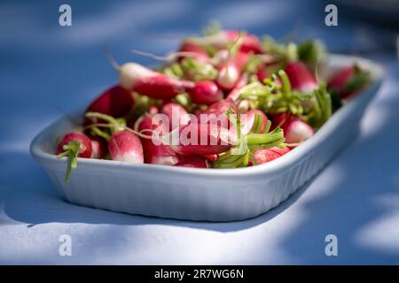 Eine Auswahl frischer, roter Rettiche in einem weißen Tablett an einem sonnigen Tag Stockfoto