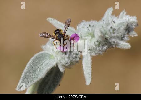 Europäische Wollkarderbiene (Anthidium manicatum), Familie Megachilidae, die Blattschneiderbienen oder Maurerbienen auf einem haarigen Blatt und Blüten des Lammohrs Stockfoto