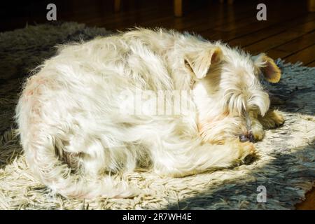 Weißer Hund schläft auf dem Boden mit dem Licht und der Wärme der Sonne, die vom Fenster kommt Stockfoto