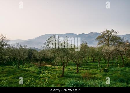 Diese malerische Aufnahme zeigt eine Landschaft mit üppig grünen, grasbewachsenen Bergen im Hintergrund, mit einer Reihe von Bäumen, die am Himmel schimmern Stockfoto