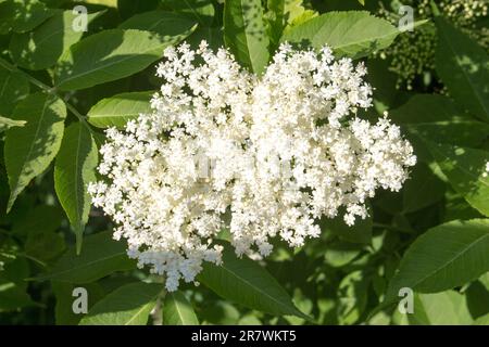 Nahaufnahme weiße Holunderblumen in Schwarz, draußen. Ein sonniger Sommertag. Holderberry Black Holderberry ist eine beliebte Strauchpflanze im Design von Gärten Stockfoto