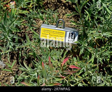 Everett's Choice California Fuschia, Epilobium Canum, University of California, Agriculture and Natural Resources im Quarry Lakes Demonstration Garden in Fremont, Kalifornien Stockfoto