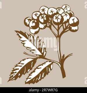 Vogelbeere auf braunem Hintergrund, Vektor-illustration Stock Vektor