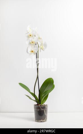 Blühende weiße Orchideen mit grünen Blättern in transparentem Topf isoliert auf weißem Hintergrund, steht auf dem Tisch. Tropische Blume Orchidea, Orchidaceae Stockfoto