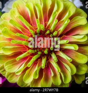 Nahaufnahme Gelbroter Zinnia Stockfoto