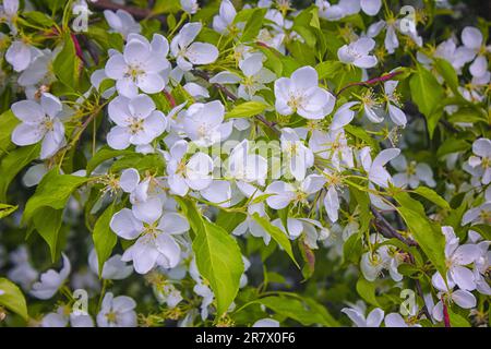 Apfelblüte, Malus asiatica, Blumen mit genagelten Blütenblättern aus der Nähe. Stockfoto