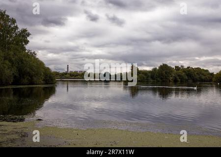 Attenborough Naturschutzgebiet, Nottingham Stockfoto