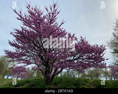 Eine malerische Szene mit einem Baum, geschmückt mit leuchtenden rosa Blüten auf dem Gipfel eines sanften Hügels, beleuchtet durch das helle Sonnenlicht Stockfoto