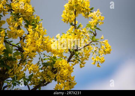 Laburnum anagyroides (syn. Cytisus laburnum), das gewöhnliche Laburnum, die Goldkette oder der goldene Regen, ist eine Art Blütenpflanze der Unterfamilie Faboi Stockfoto