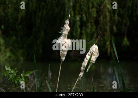 Typha latifolia, besser bekannt als Laubkattail, ist eine mehrjährige, krautige Pflanze der Gattung Typha. Stockfoto