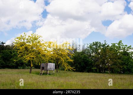 Querformat. Die Jagdkanzel des Jägers mitten im Wald. Der Aussichtspunkt, hoher Sitz, Waldhütte auf Pfählen, Jagdbeobachtung. Stockfoto