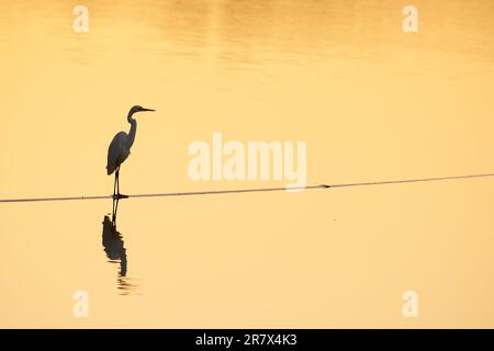 Einsamer großer Egret, Ardea alba, halb Silhouettiert vor ruhigem Wasser, gefärbt von der untergehenden Sonne. Standort, Horseshoe Billabong, Merbein, Victoria, Stockfoto