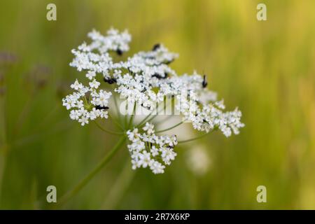 Nahaufnahme von Yarrow mit Insekten darauf. Achillea Millefolium Stockfoto