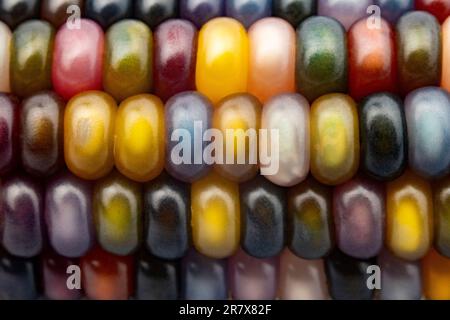 Glas-Edelmais (botanisch als Zea mays klassifiziert). Diese Sorte produziert wunderschöne mehrfarbige Glasperlen- oder Edelsteinkolben. Stockfoto