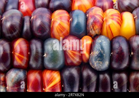 Glas-Edelmais (botanisch als Zea mays klassifiziert). Diese Sorte produziert wunderschöne mehrfarbige Glasperlen- oder Edelsteinkolben. Stockfoto