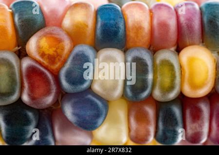 Glas-Edelmais (botanisch als Zea mays klassifiziert). Diese Sorte produziert wunderschöne mehrfarbige Glasperlen- oder Edelsteinkolben. Stockfoto