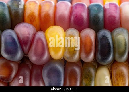 Glas-Edelmais (botanisch als Zea mays klassifiziert). Diese Sorte produziert wunderschöne mehrfarbige Glasperlen- oder Edelsteinkolben. Stockfoto