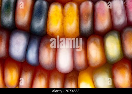 Glas-Edelmais (botanisch als Zea mays klassifiziert). Diese Sorte produziert wunderschöne mehrfarbige Glasperlen- oder Edelsteinkolben. Stockfoto