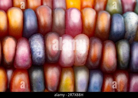 Glas-Edelmais (botanisch als Zea mays klassifiziert). Diese Sorte produziert wunderschöne mehrfarbige Glasperlen- oder Edelsteinkolben. Stockfoto