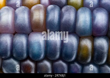 Glas-Edelmais (botanisch als Zea mays klassifiziert). Diese Sorte produziert wunderschöne mehrfarbige Glasperlen- oder Edelsteinkolben. Stockfoto