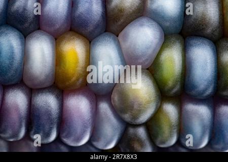 Glas-Edelmais (botanisch als Zea mays klassifiziert). Diese Sorte produziert wunderschöne mehrfarbige Glasperlen- oder Edelsteinkolben. Stockfoto