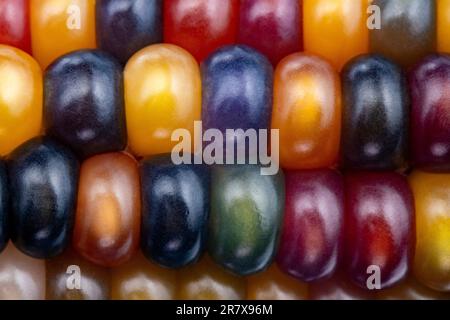 Glas-Edelmais (botanisch als Zea mays klassifiziert). Diese Sorte produziert wunderschöne mehrfarbige Glasperlen- oder Edelsteinkolben. Stockfoto