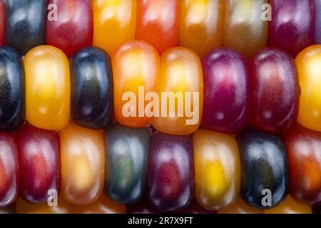 Glas-Edelmais (botanisch als Zea mays klassifiziert). Diese Sorte produziert wunderschöne mehrfarbige Glasperlen- oder Edelsteinkolben. Stockfoto