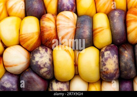 Glas-Edelmais (botanisch als Zea mays klassifiziert). Diese Sorte produziert wunderschöne mehrfarbige Glasperlen- oder Edelsteinkolben. Stockfoto