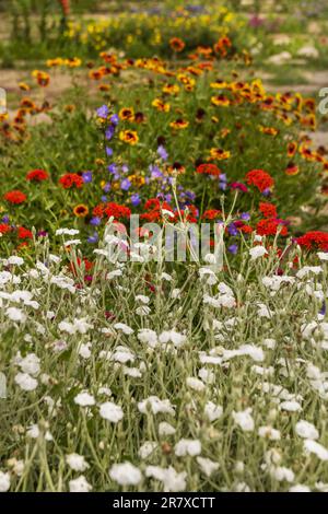 Schöne bunten Blumen auf dem Feld Stockfoto