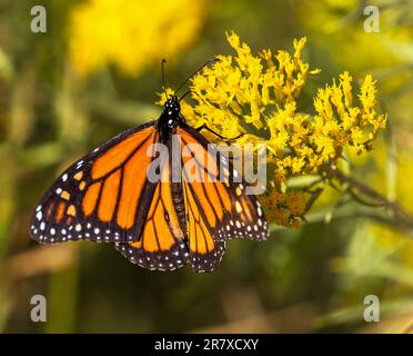 Nahaufnahme eines Monarch-Schmetterlings, der die gelben Blumen auf einer Goldenrod-Pflanze bestäubt. Stockfoto