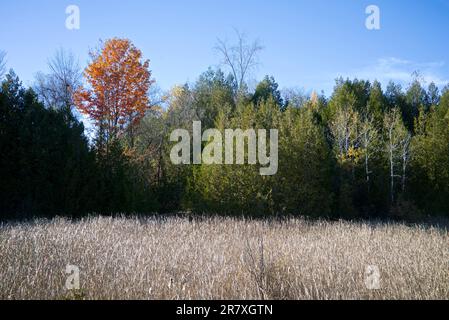 Ein einzelner Ahornbaum in einem öffentlichen Park Stockfoto