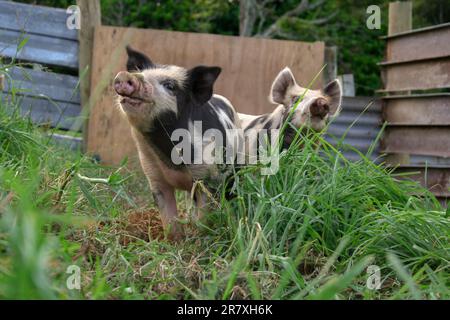 Zwei neugierige Ferkel in ihrem Stall auf einem Lifestyle-Block, die die Luft riechen, um zu erkennen, was ihr Interesse geweckt hat. Stockfoto