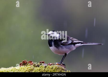 Rattenschwanz (Motacilla alba) auf Moosstumpf im Regen Stockfoto