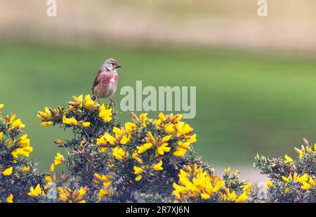 Common Linnet [ Linaria Cannabina ] hoch oben auf dem blühenden Gorse-Busch Stockfoto