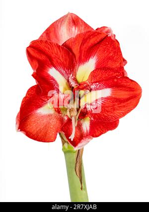 „Design“ Hippeastrum, Amaryllis (Hippeastrum x Hortorum) Stockfoto