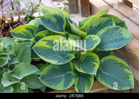 „Frances Williams, Aureomarginata, Eldorado, Yellow Edge“ Goldkantenlilie, Daggfunkia (Hosta sieboldiana) Stockfoto