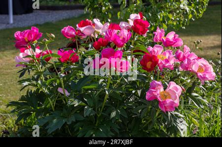 „Scarlett O’Hara“ Pfingstrose Hybrid, Pion (Paeonia officinalis x albiflora) Stockfoto