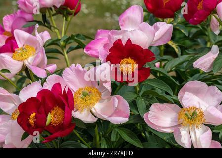 „Scarlett O’Hara“ Pfingstrose Hybrid, Pion (Paeonia officinalis x albiflora) Stockfoto