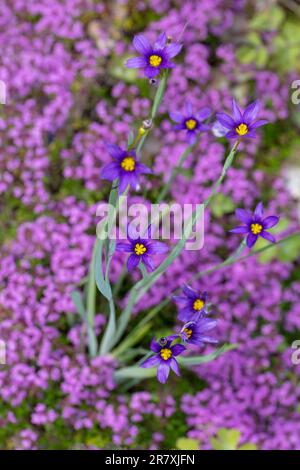 American Blue-eyed-Gras, Blå gräslilja (Sisyrinchium montanum) Stockfoto