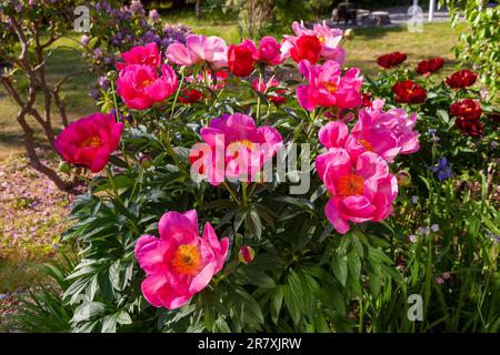 Die Carlett O'Hara' gemeinsamer Garten Pfingstrose, Luktpion (Paeonia officinalis x Paeonia lactiflora) Stockfoto