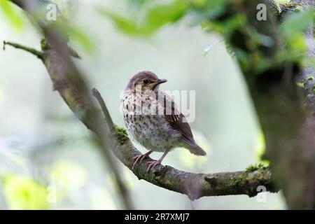 Song Thrush (Turdus philomelos) Juvenile Vogel im Strauch, der darauf wartet, gefüttert zu werden Stockfoto