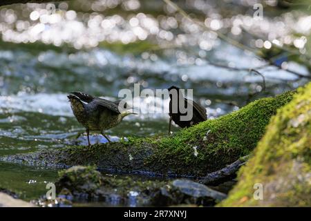 Dipper [ Cinclus Cinclus ] Jungtiere, die auf moosem Stumpf im Fluss um Essen betteln, mit Bokeh-Highlights im Hintergrund Stockfoto