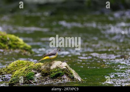 Grauer Wagtail [ Motacilla cinerea ] hoch oben auf moosem Felsen mit seinem Schnabel voller Insekten Stockfoto