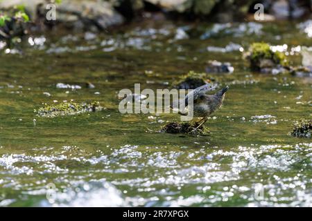 Dipper (Cinclus cinclus) Juvenile Vogel bettelt um Essen von einem Felsen im Fluss Stockfoto