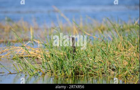 Indianerficker, der sich im Schilf in einem Sumpf versteckt. Stockfoto