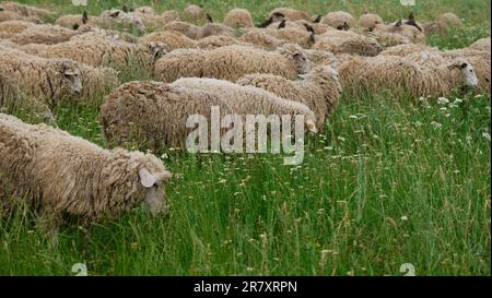 Im Sommer grasen Schafe auf einer Lichtung im Dorf. Der Begriff Landwirtschaft und Landwirtschaft. Porträt einer Gruppe von Schafen. Russisches Dorf. Stockfoto