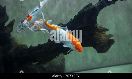 Bunte Koi-Karpfenfische schwimmen in einem Süßwasseraquarium im Dharmapala Park, Galle. Stockfoto